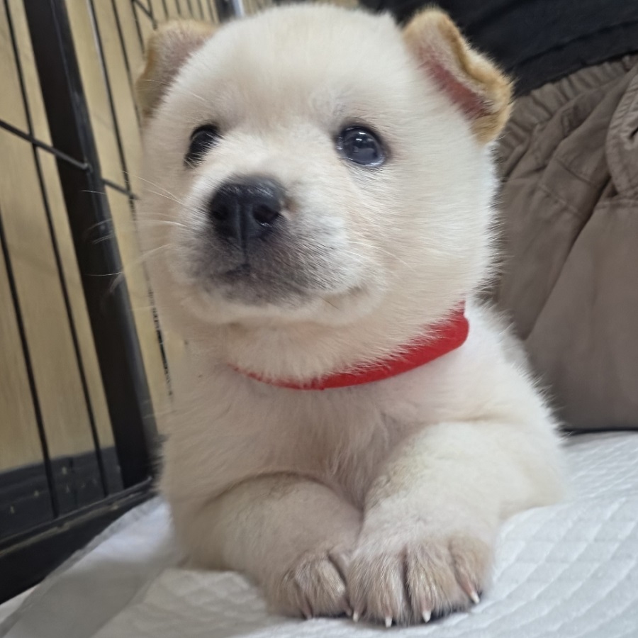 또아