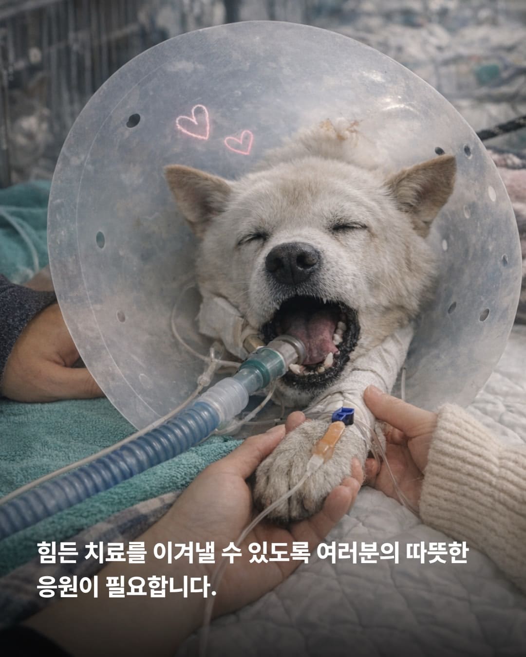 상세 사진 10