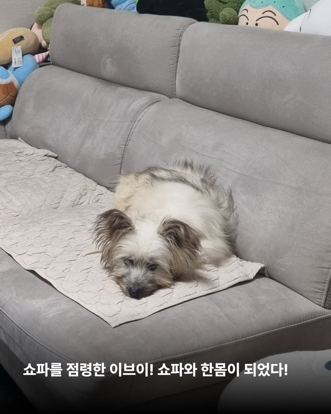 상세 사진 8