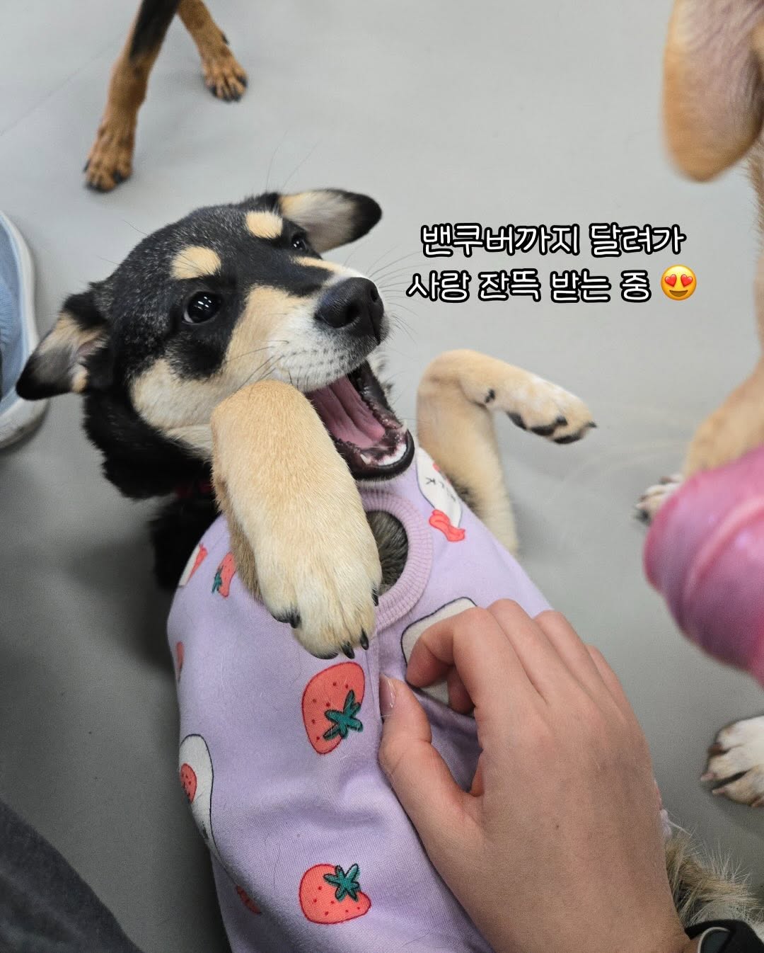 상세 사진 11