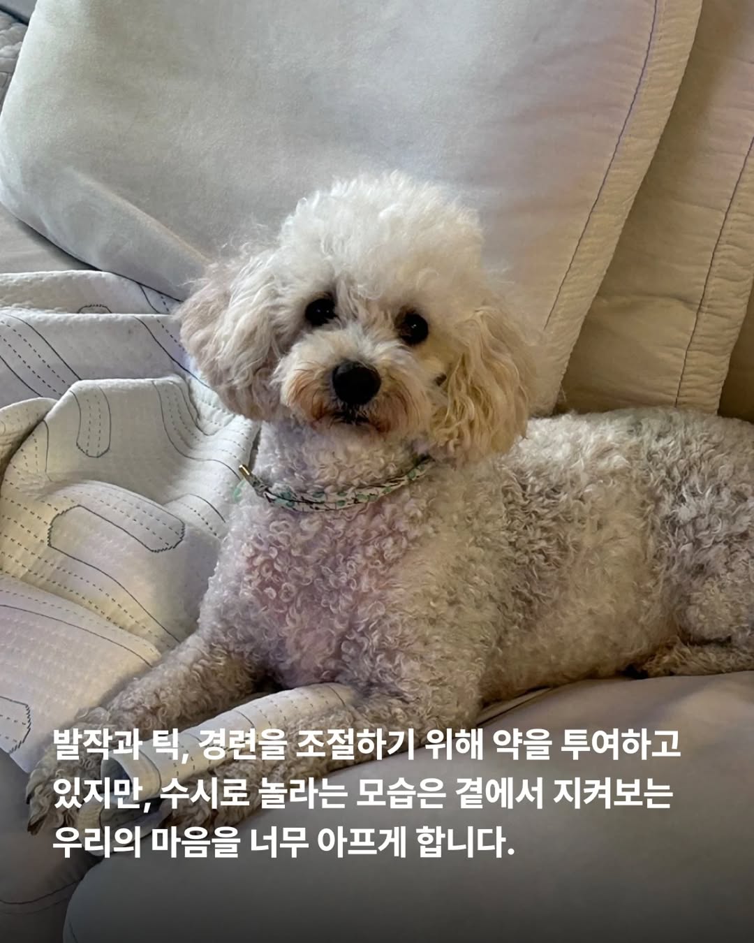 상세 사진 8
