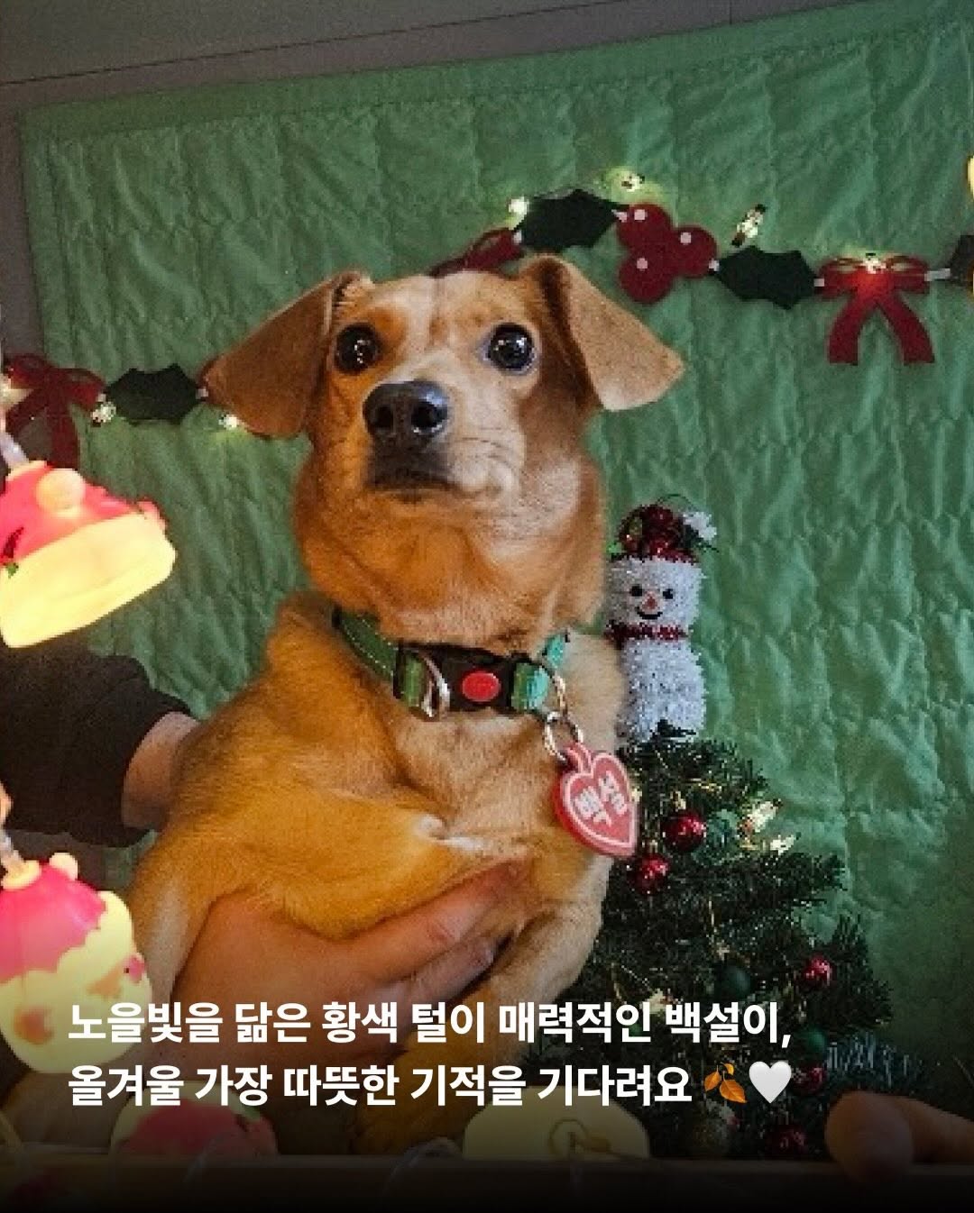 상세 사진 10