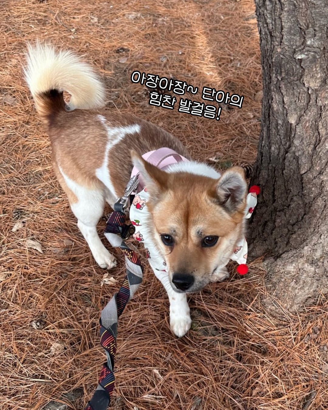 상세 사진 11