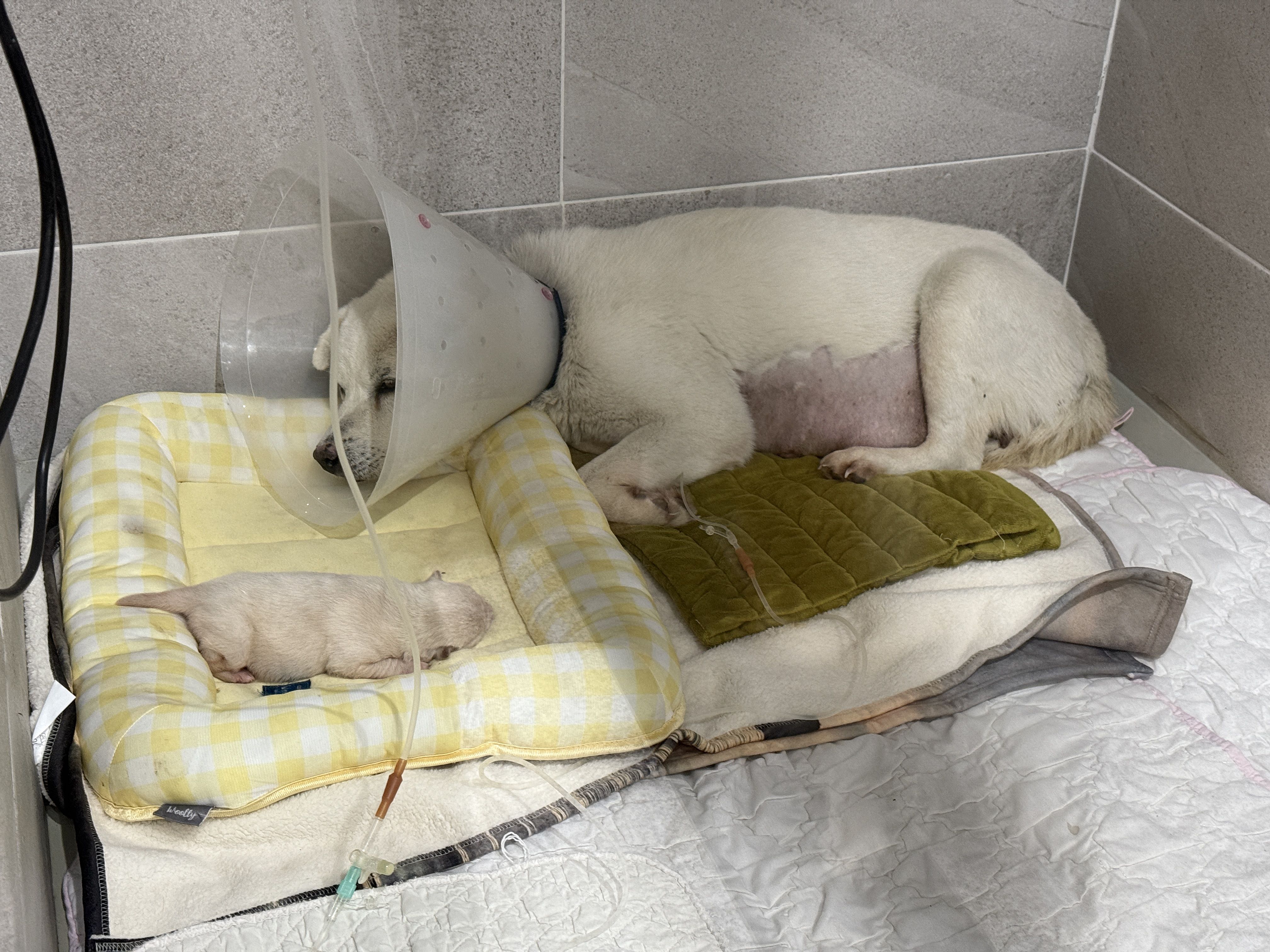 상세 사진 9