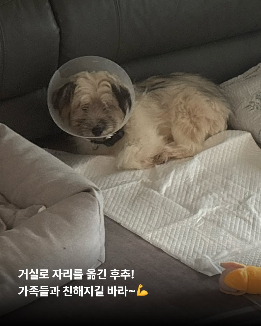상세 사진 11