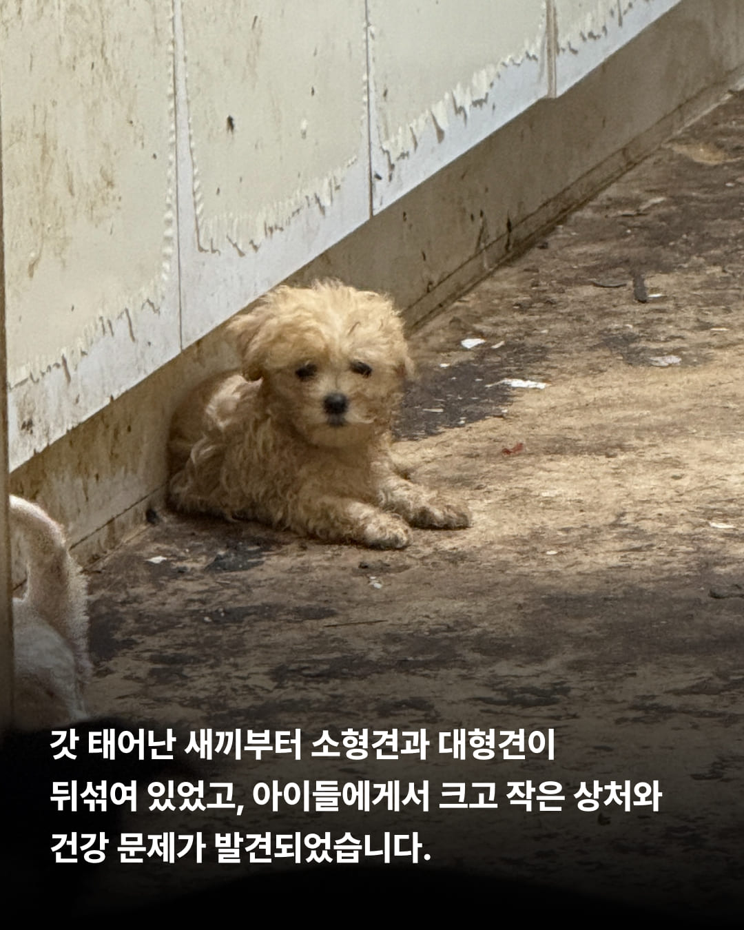 상세 사진 2
