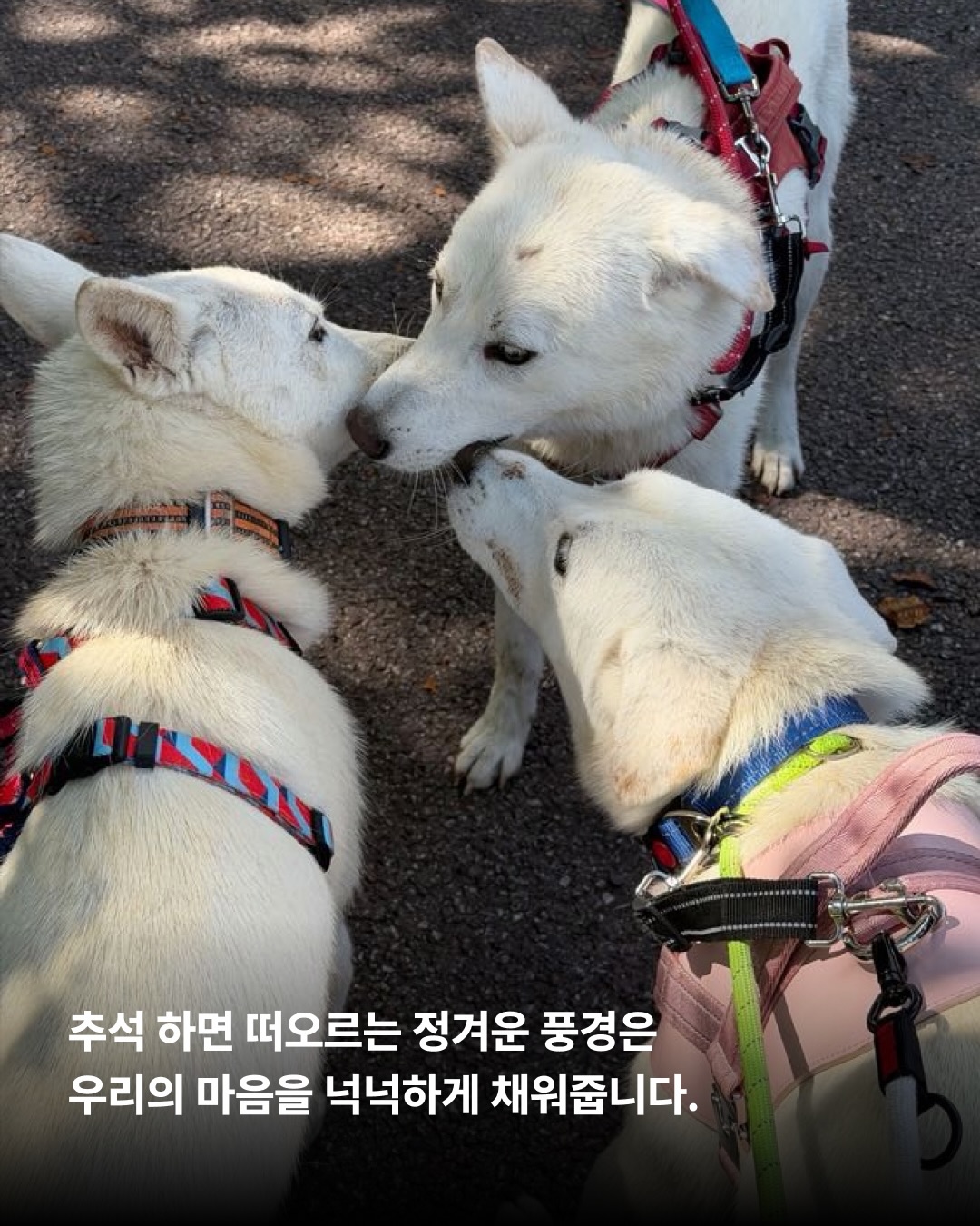 상세 사진 4