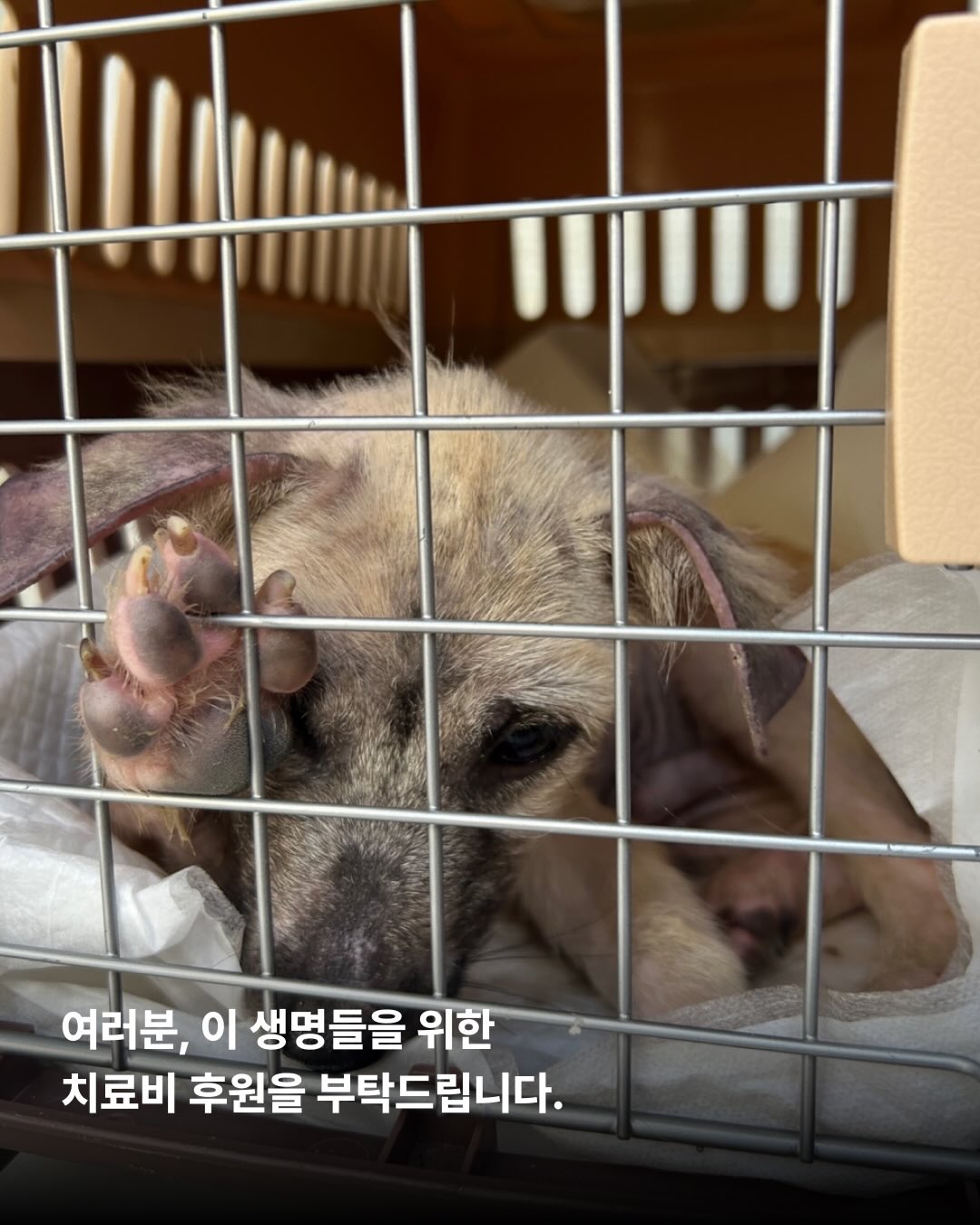 상세 사진 11