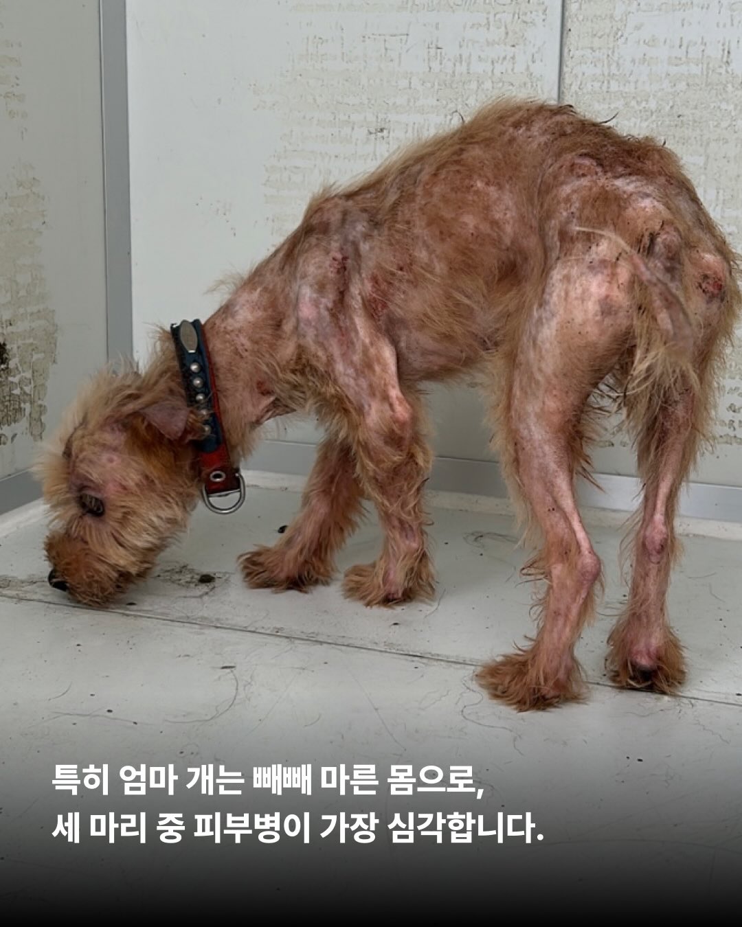 상세 사진 6