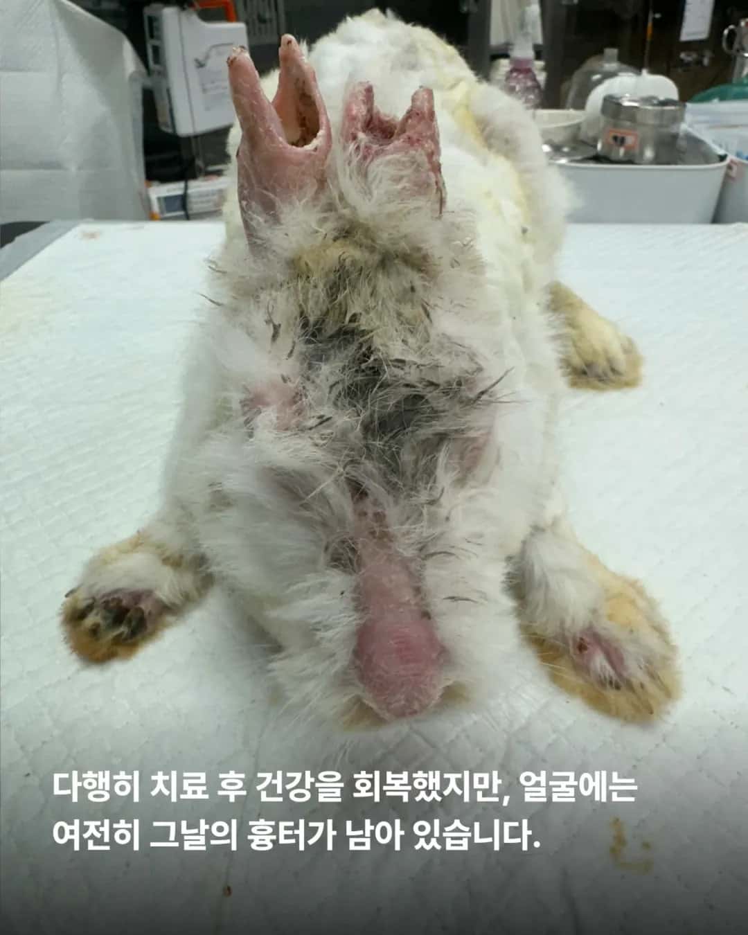 상세 사진 3
