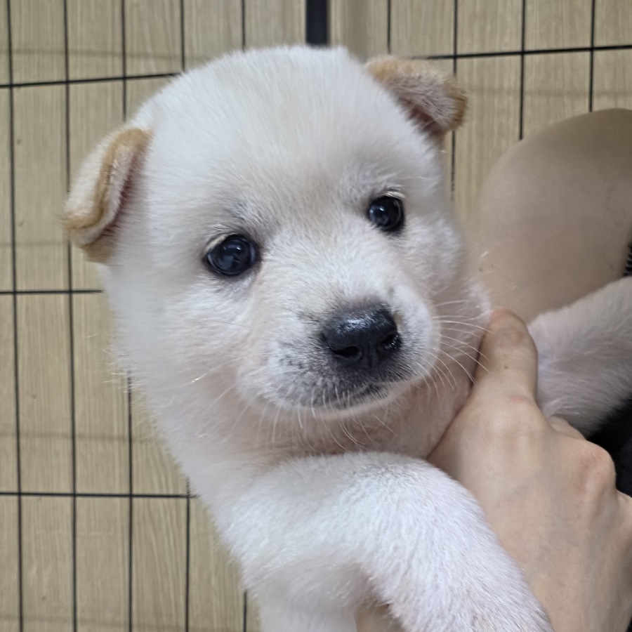 상세 사진 2