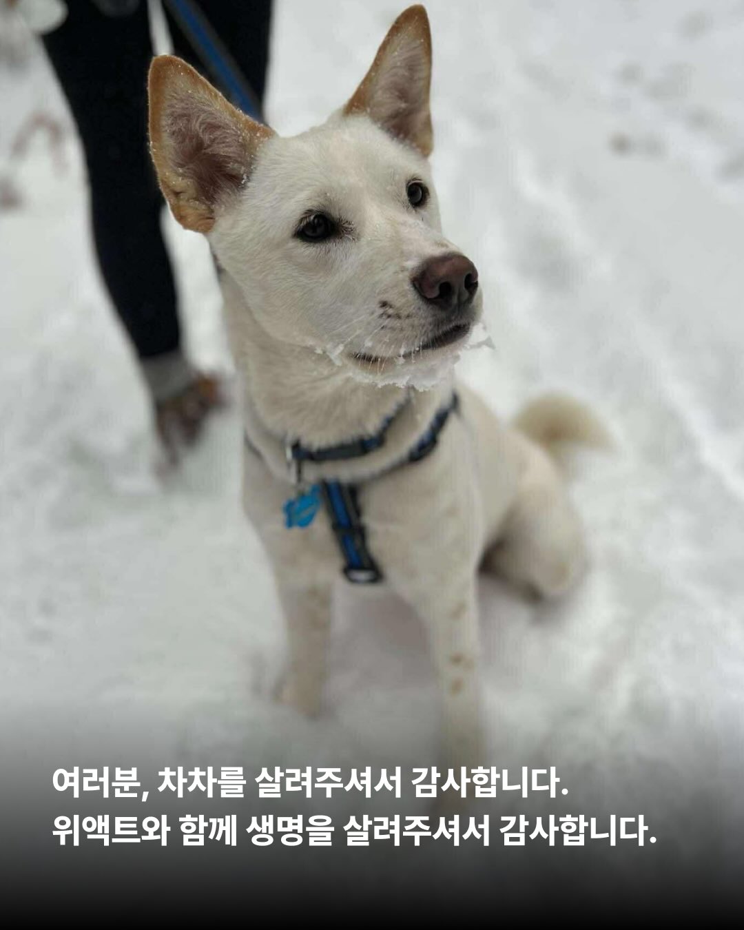상세 사진 9