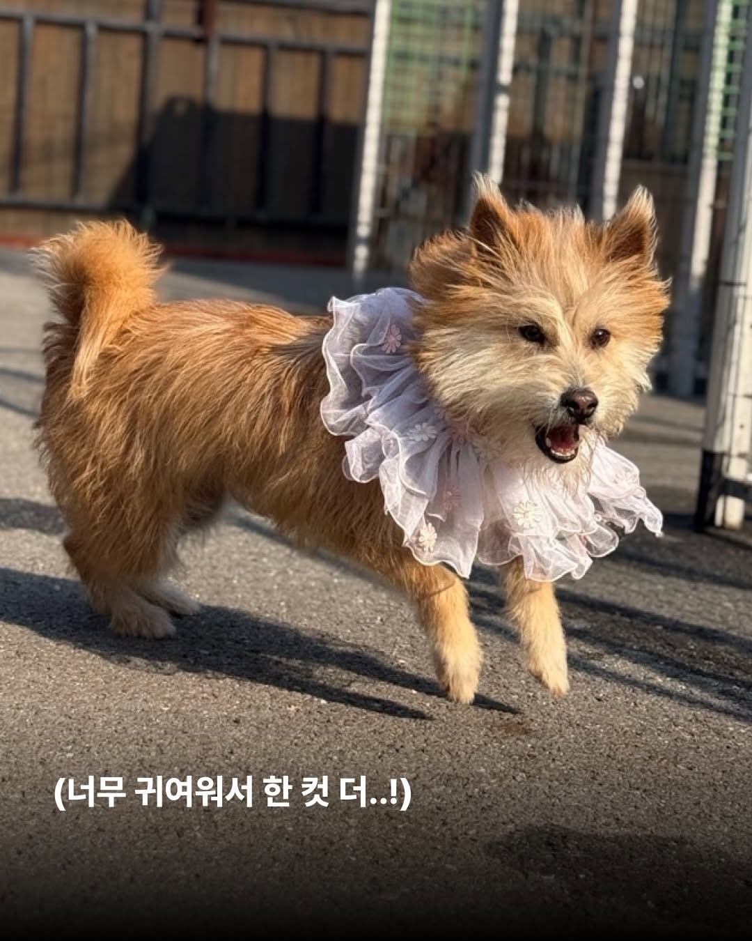 상세 사진 8