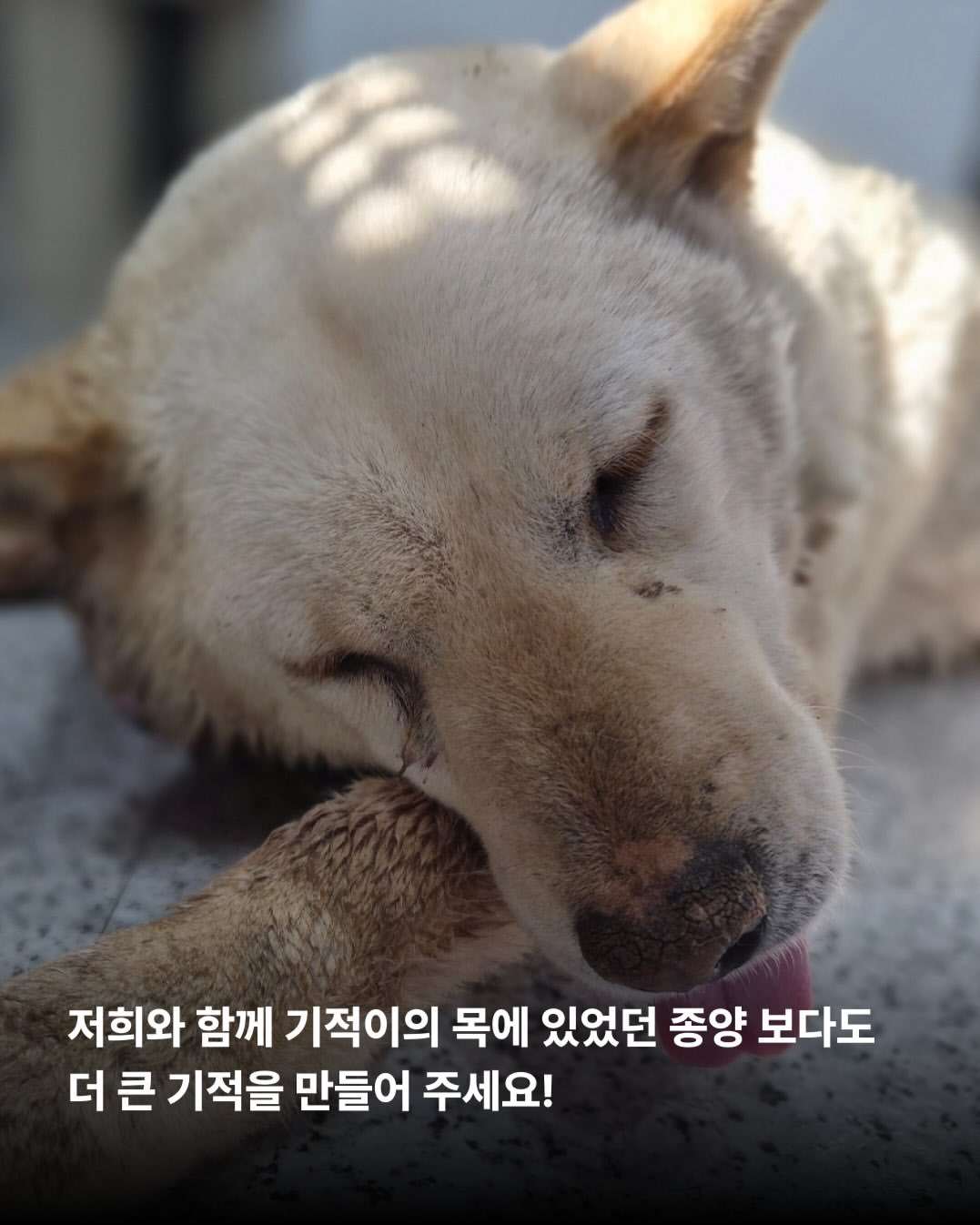 상세 사진 10