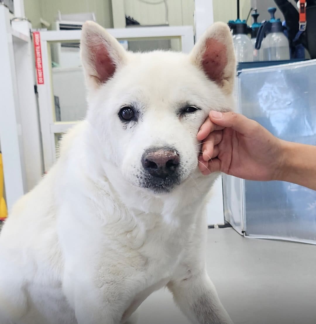 상세 사진 6