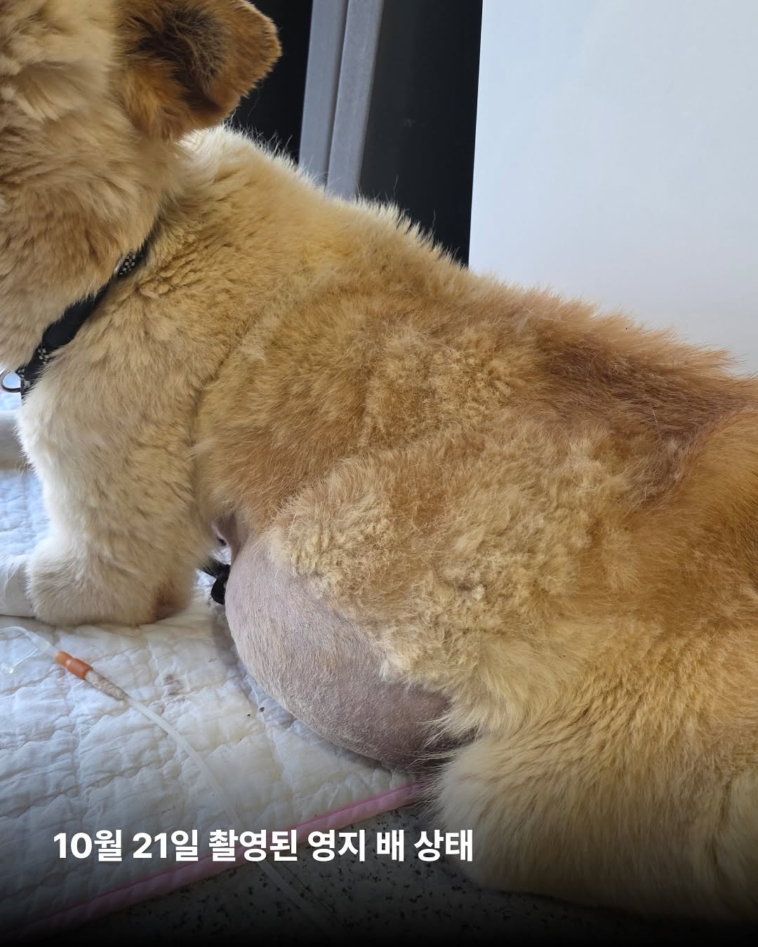 상세 사진 2