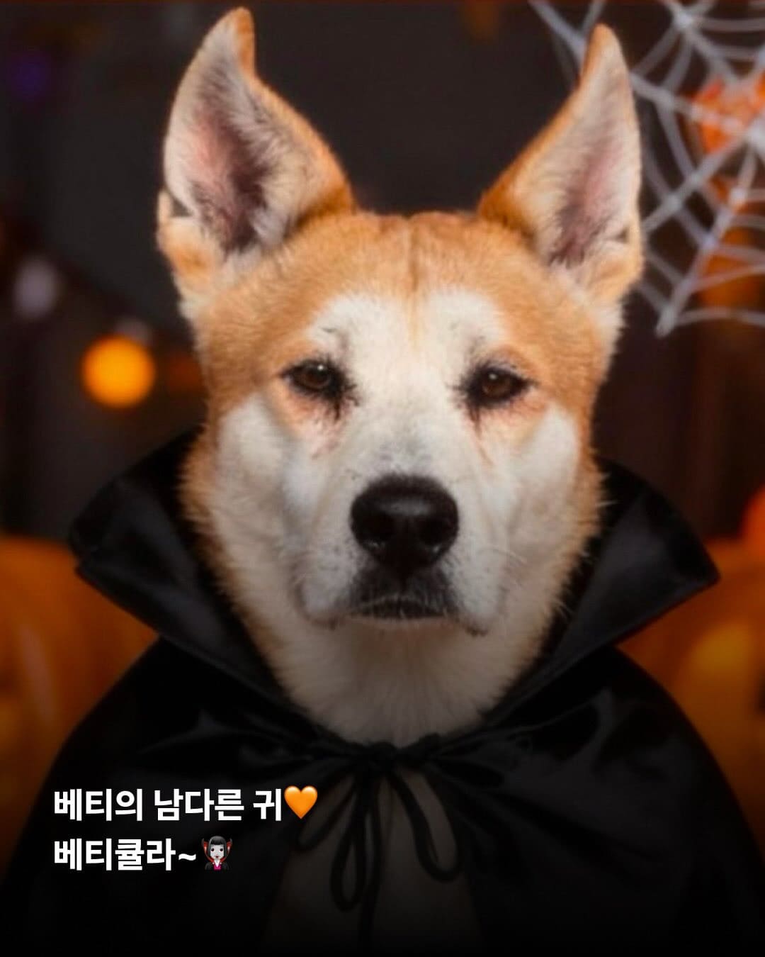 상세 사진 9