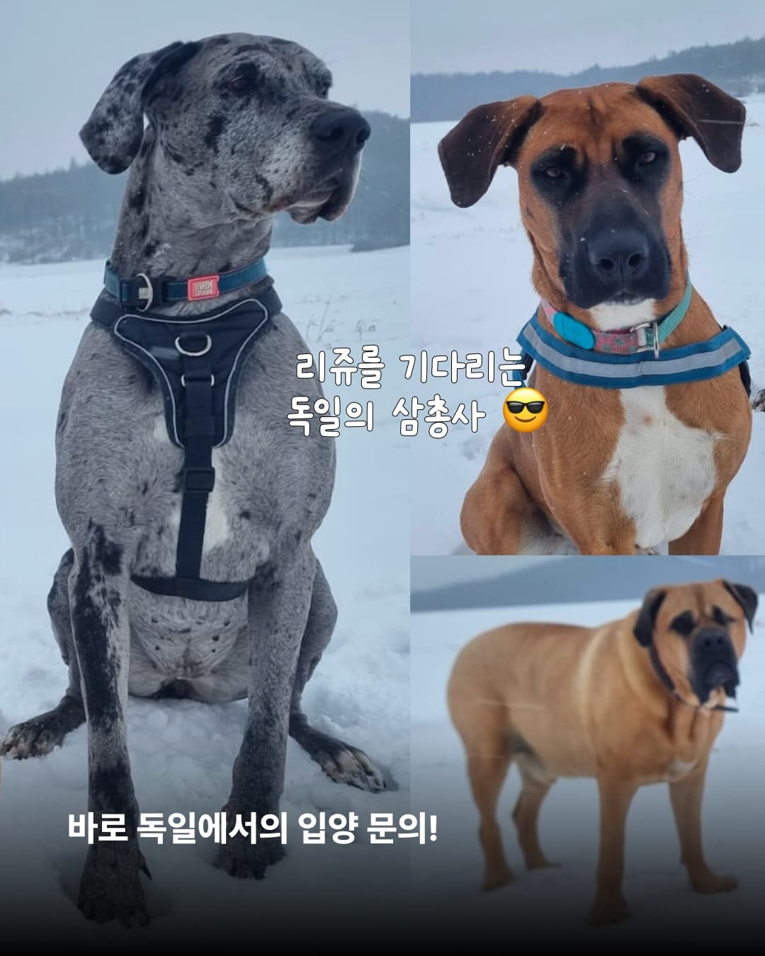 상세 사진 4