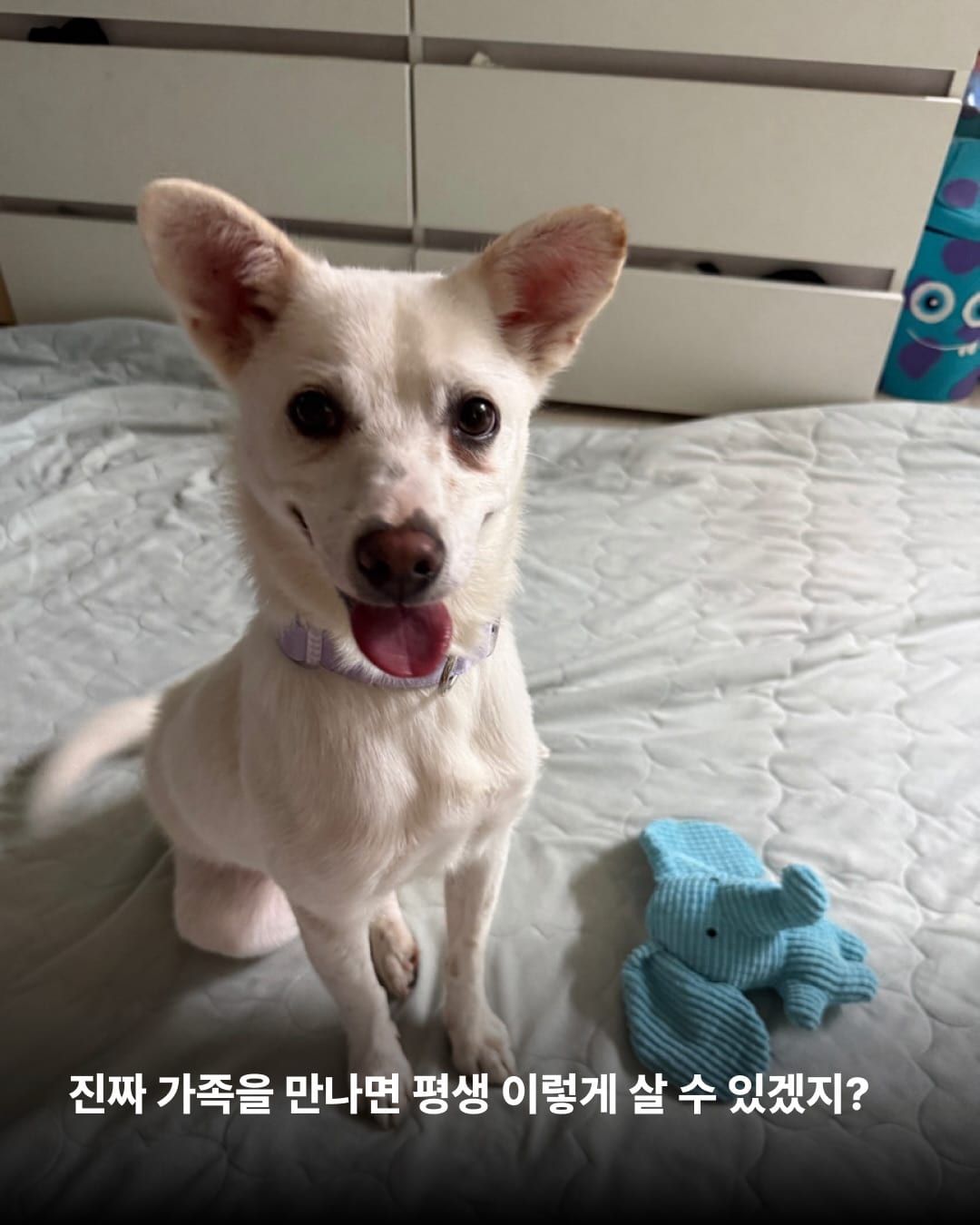 상세 사진 12