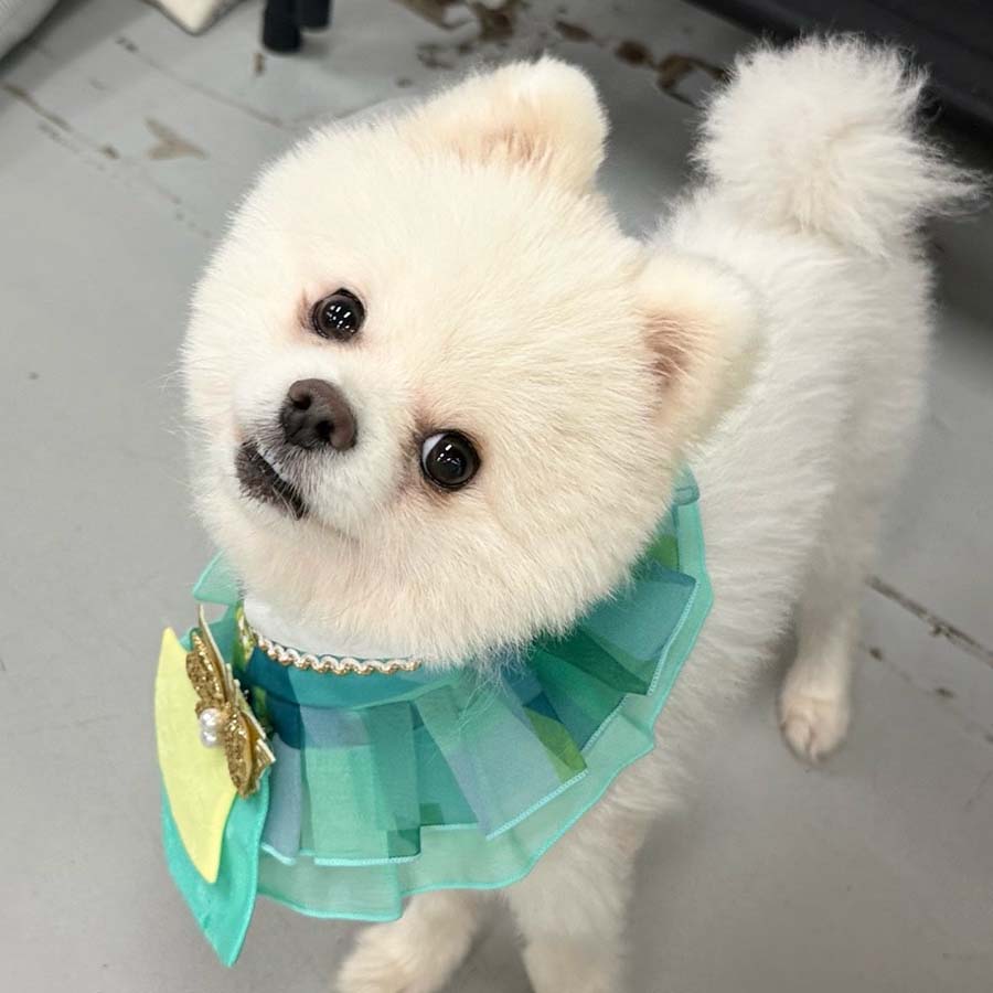 짱이