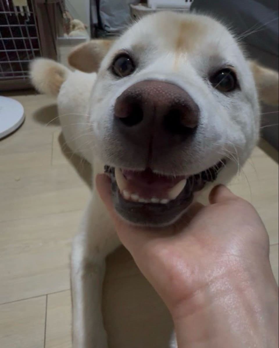 상세 사진 12