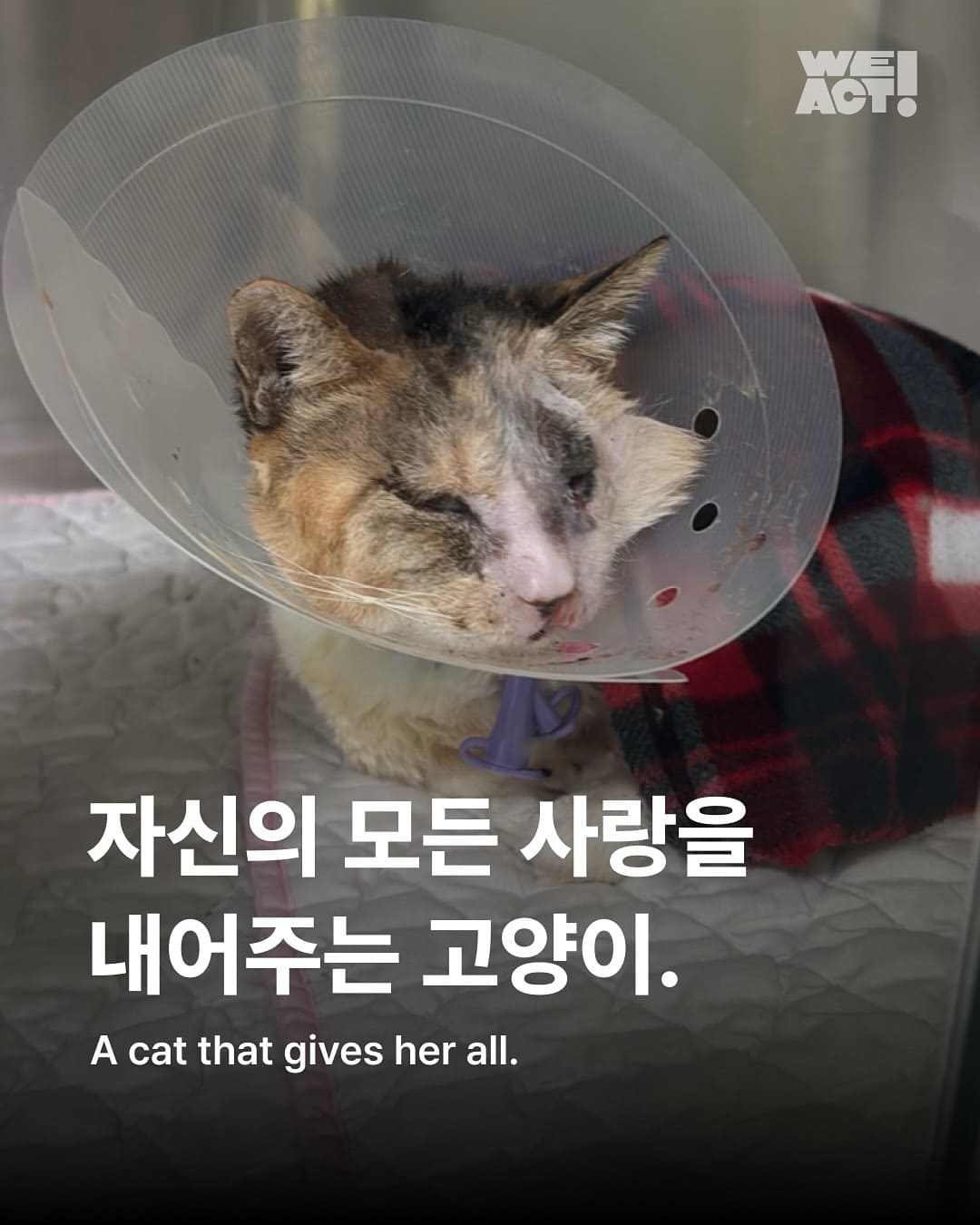 상세 사진 1
