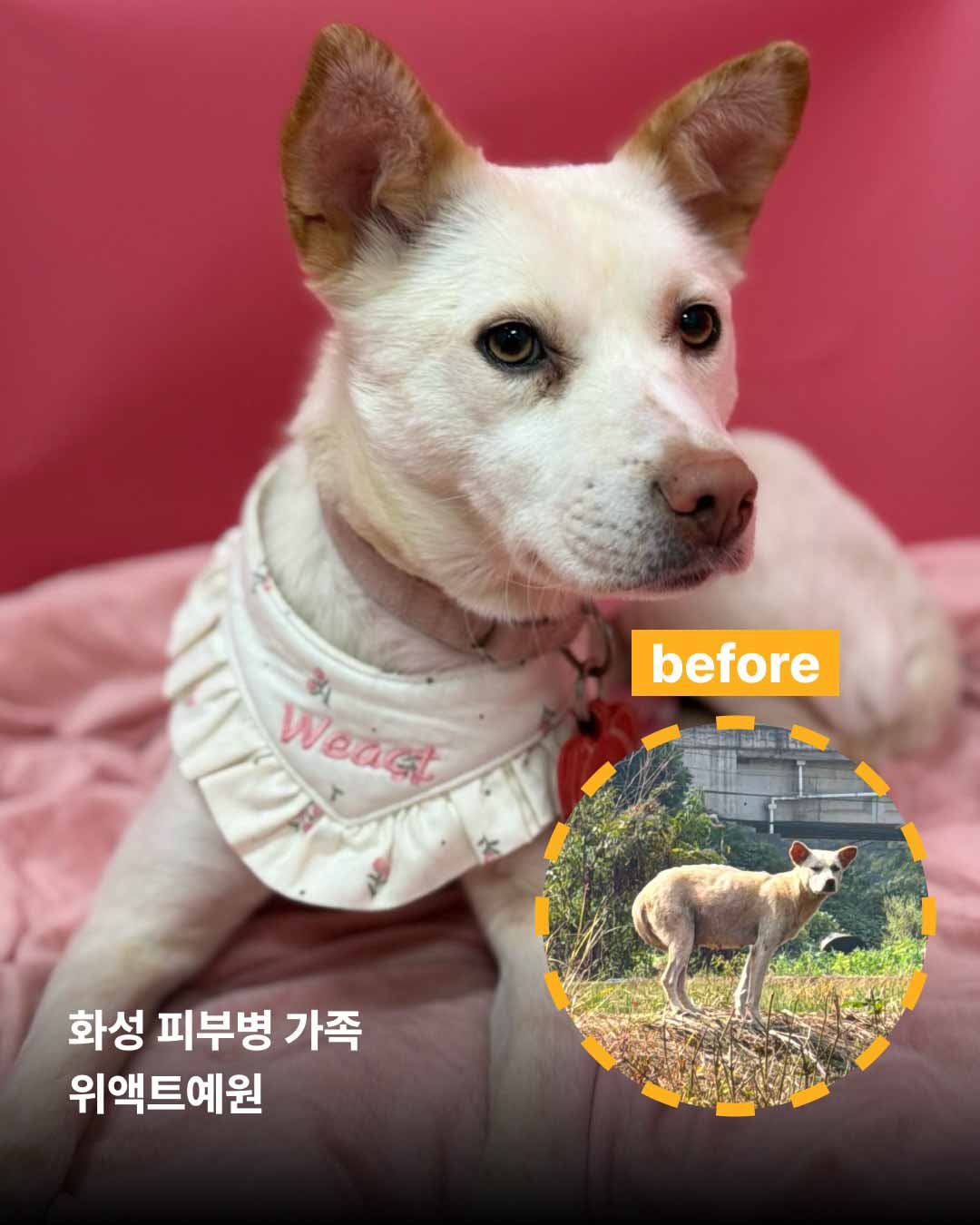 상세 사진 11
