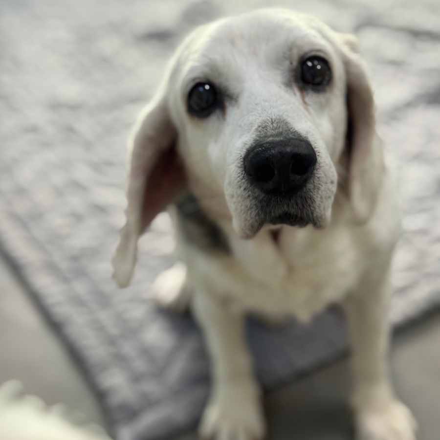버트