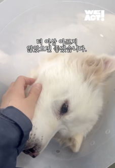 상세 사진 9