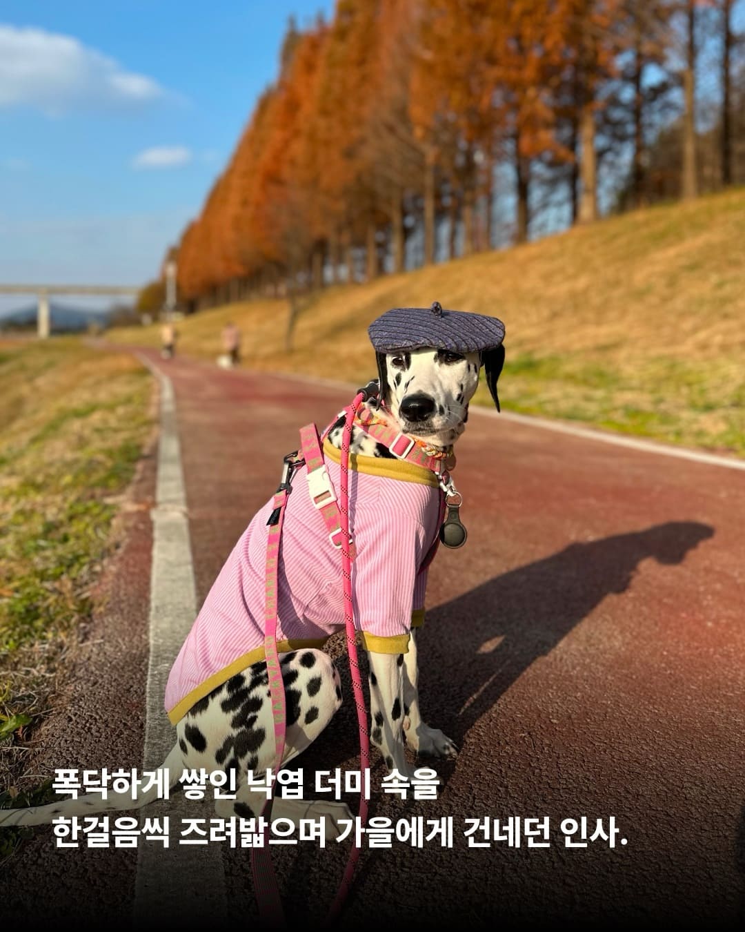 상세 사진 5