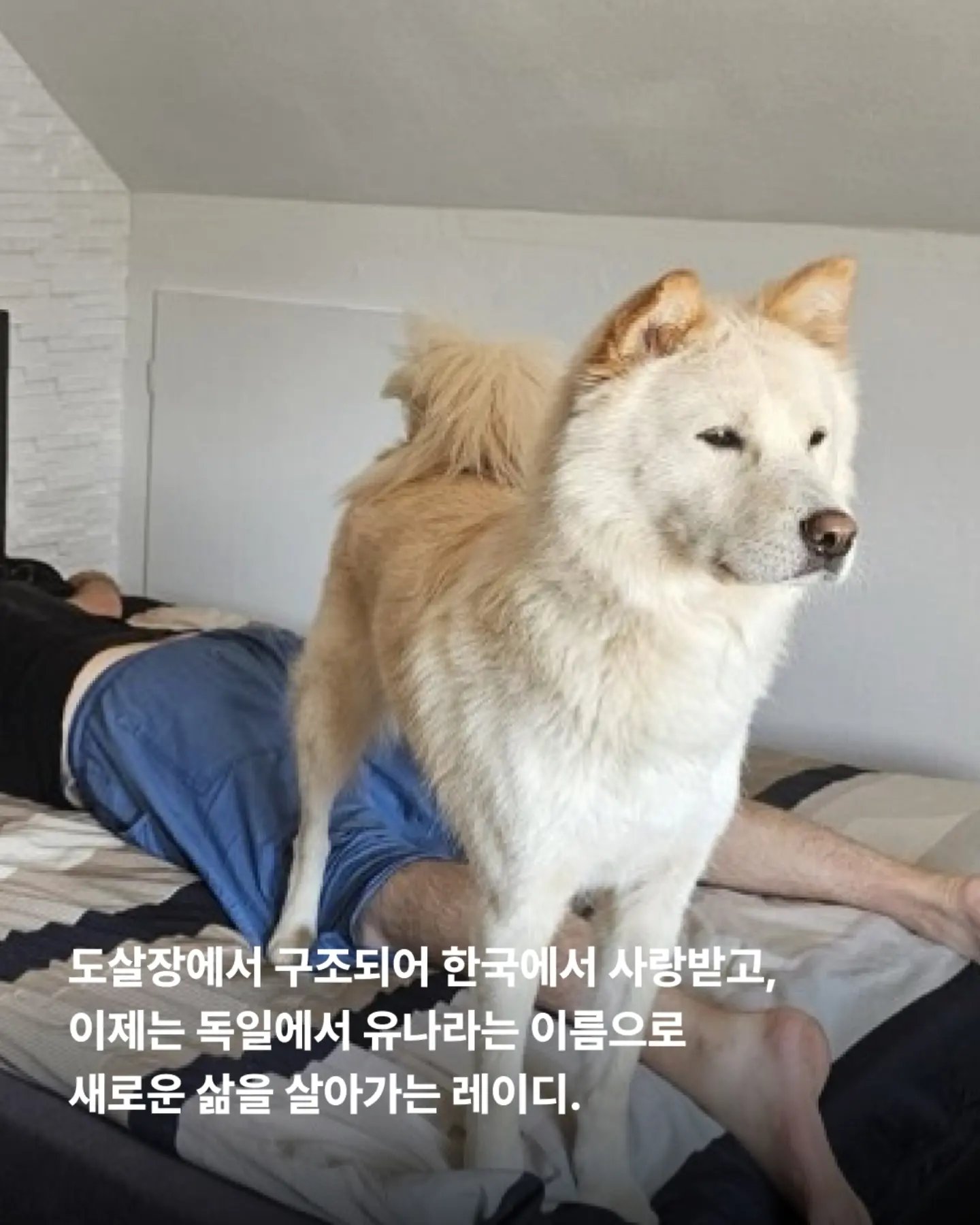 상세 사진 11
