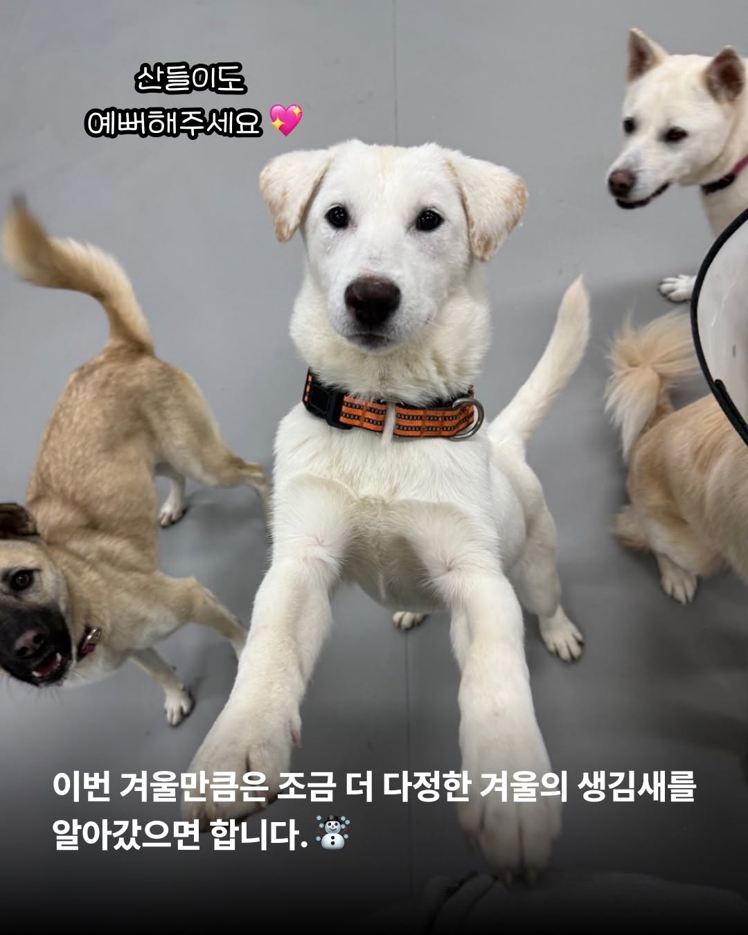상세 사진 12