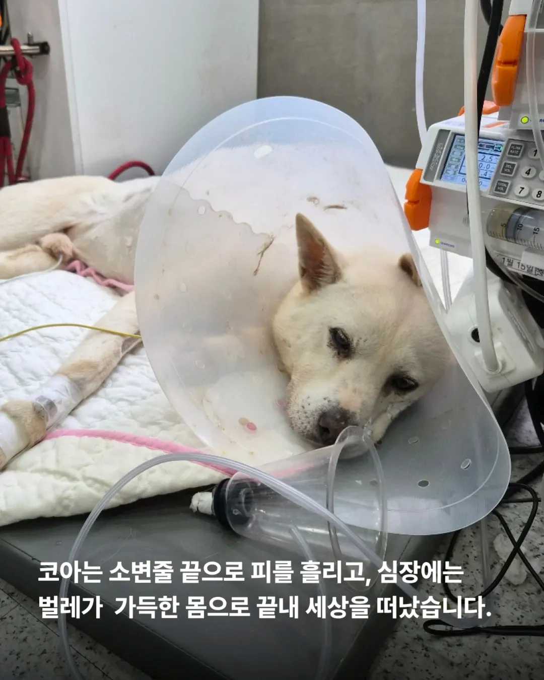 상세 사진 7