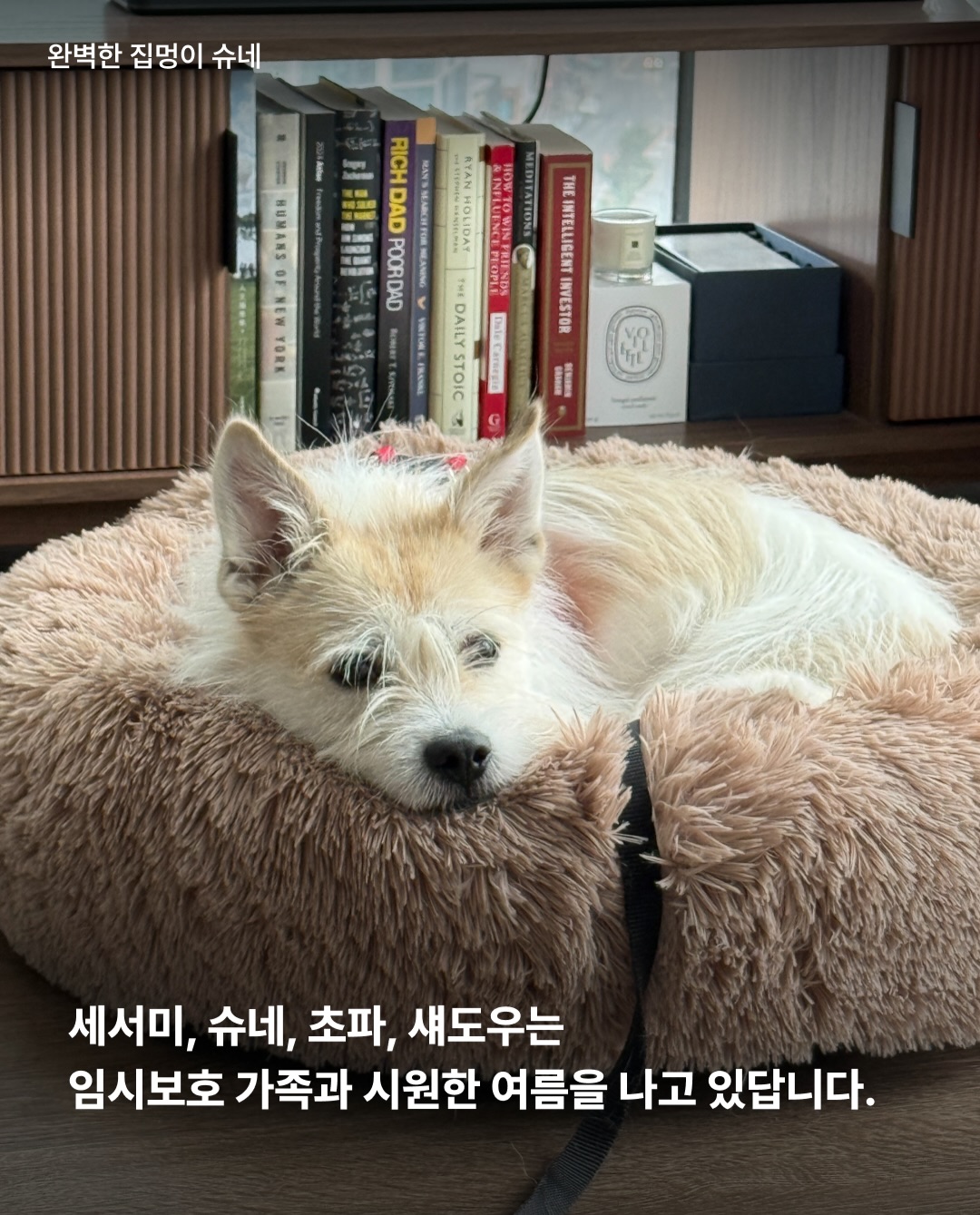 상세 사진 9