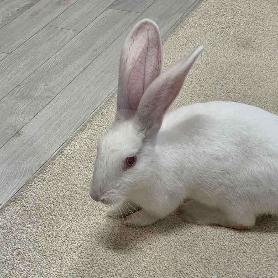 오키