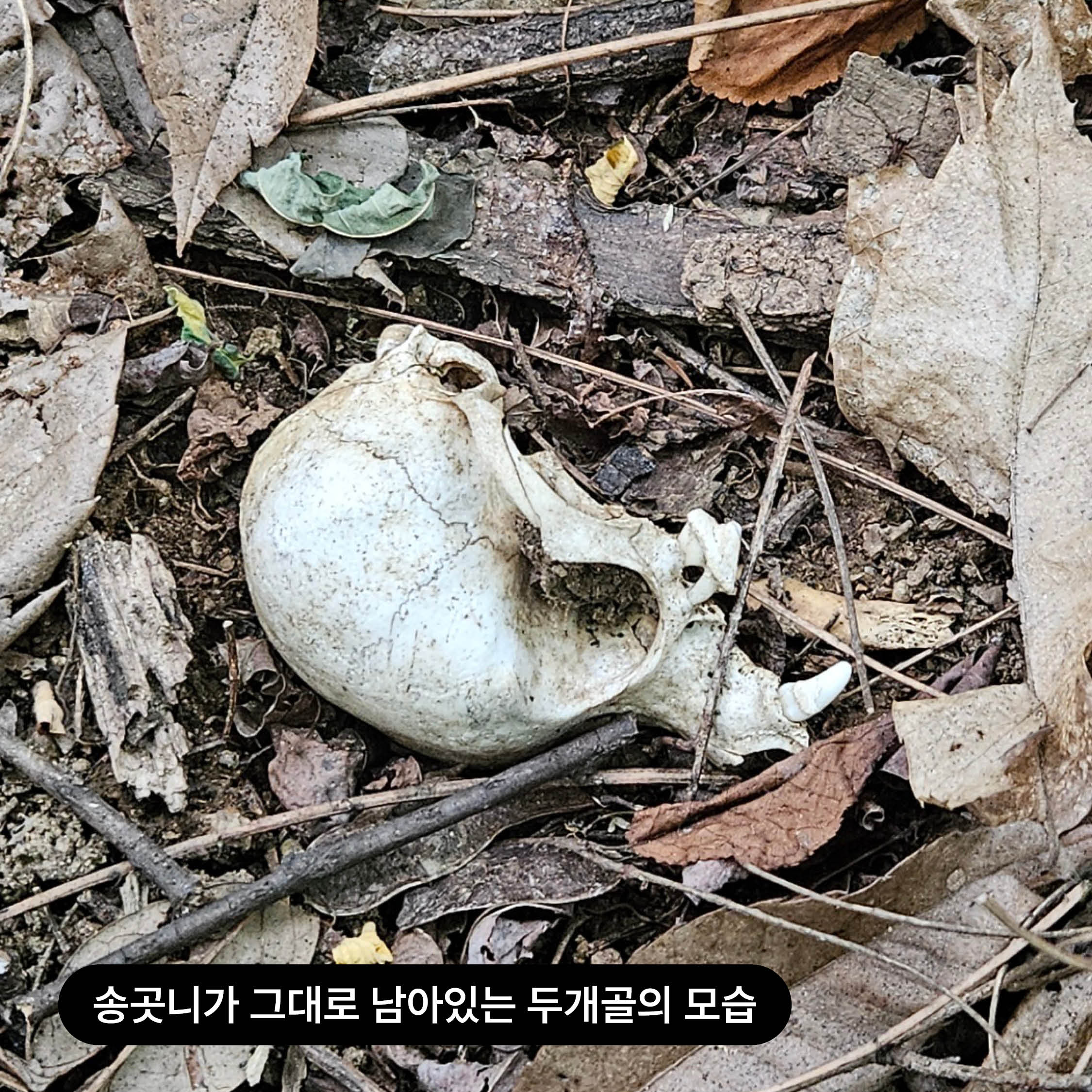 상세 사진 4