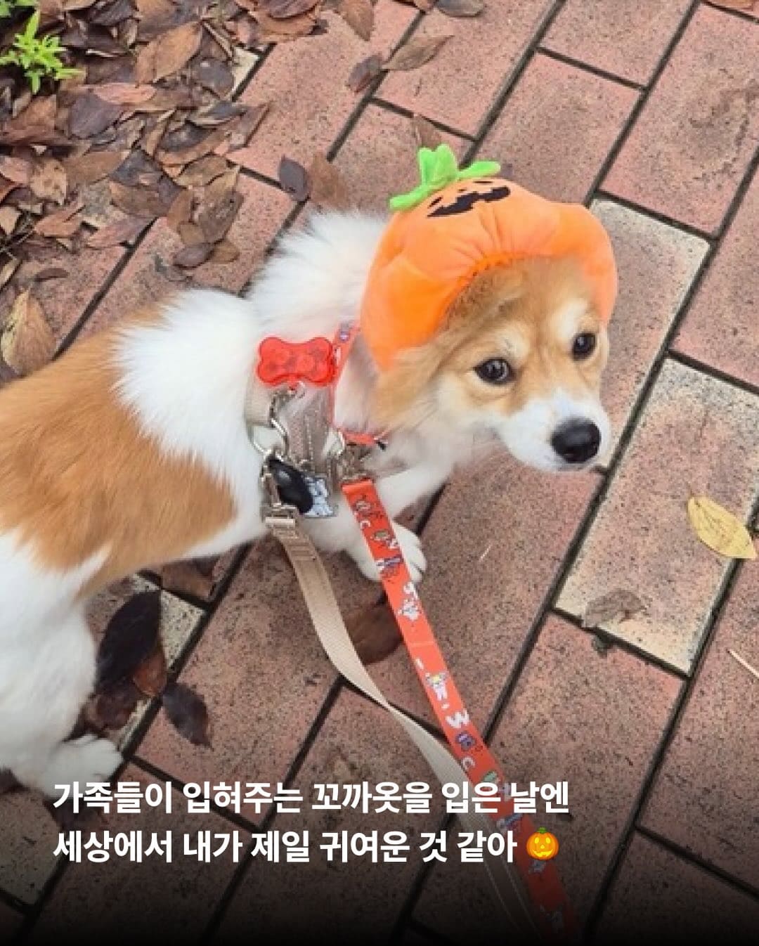 상세 사진 10