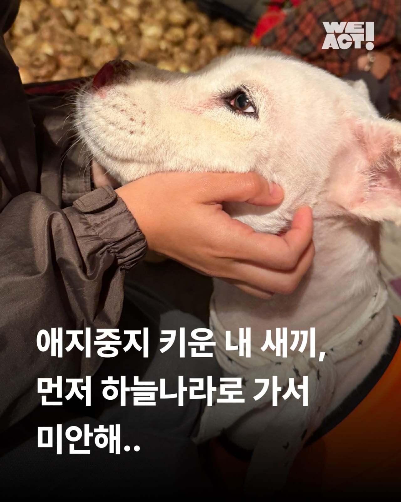 상세 사진 1