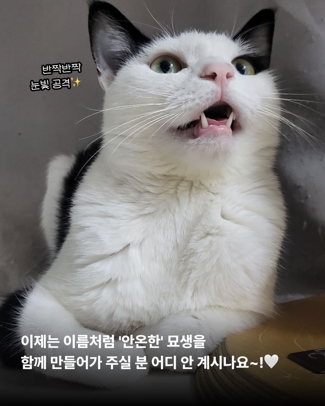 상세 사진 11